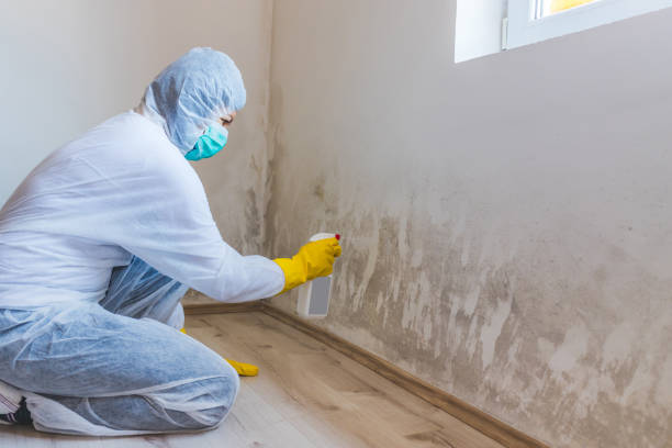 Licensed Attic Mold Remediation service in Goodyear, AZ - Car Mold Remediation