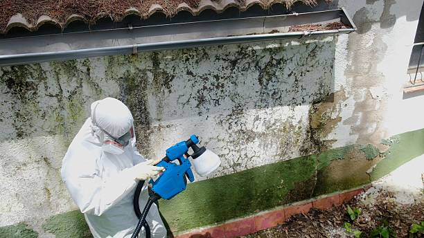 Top rated local Attic Mold Remediation specialists in Goodyear, AZ